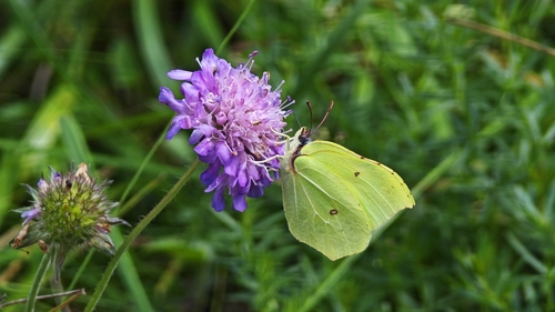 Common Brimstone