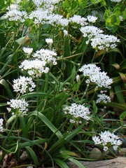 Allium zebdanense