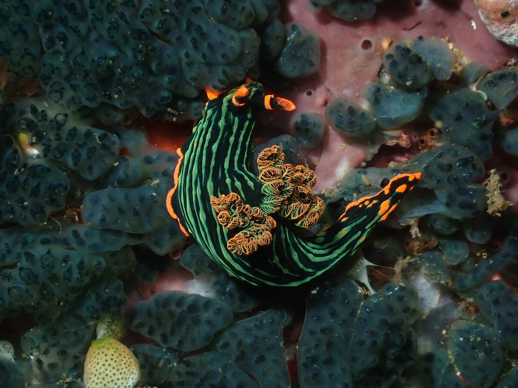 Trance Wrinkle Dorid