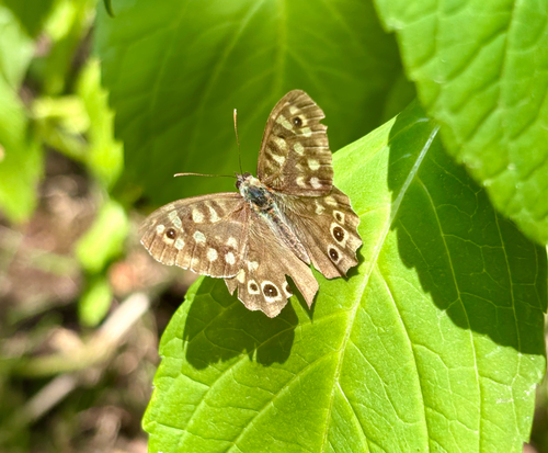 Speckled Wood