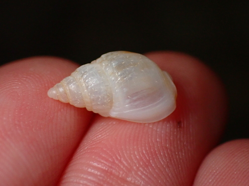 Nassarius nigellus, 2026-07-29