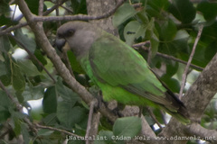 Poicephalus cryptoxanthus