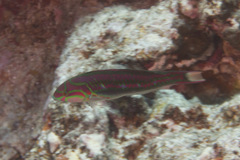 Thalassoma quinquevittatum