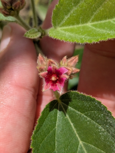 Melochia villosissima observed 2026-08-12