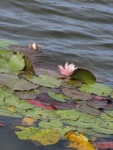 coloured water-lily