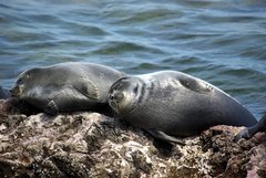 Baikal Seal photo 3
