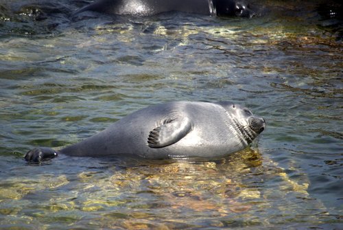 Baikal Seal