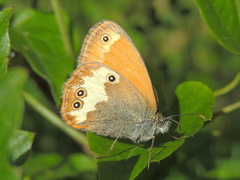 Coenonympha arcania