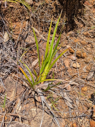 Machaerina mariscoides observed 2026-08-12