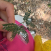Acacia melanoxylon
