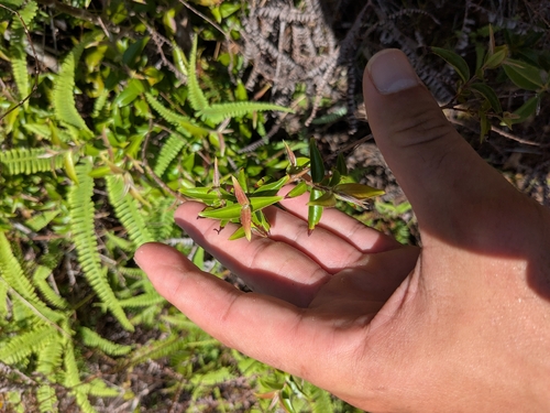 Decaspermum fruticosum observed 2026-08-12
