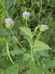 Lantana achyranthifolia