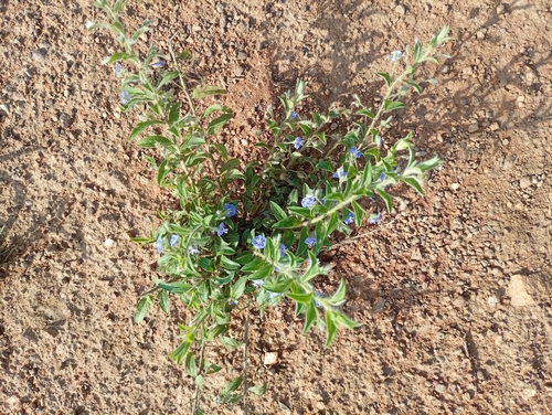 tropical speedwell