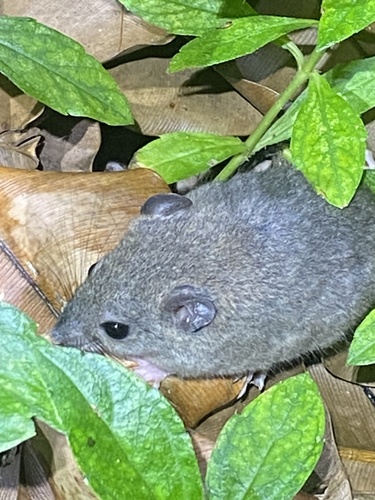 Fawn-footed Melomys