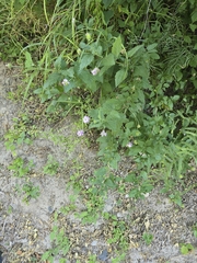 author not stated, no rights reserved Lantana achyranthifolia, photograph author not stated, no rights reserved