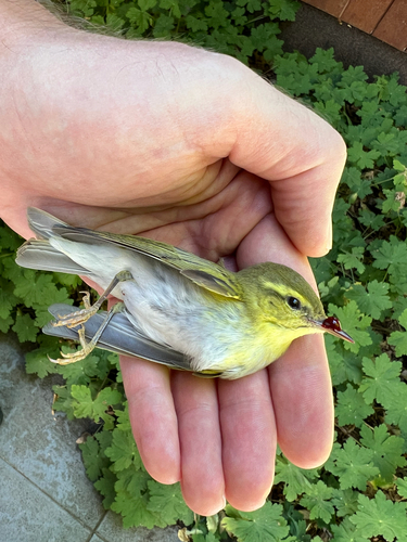 Wood Warbler