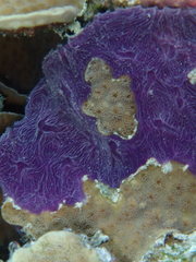 Chalinula nematifera