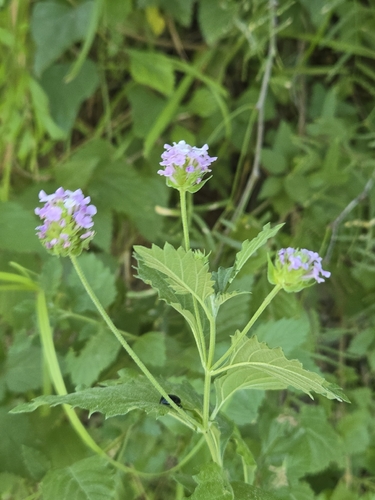 Lantana achyranthifolia, photograph 3