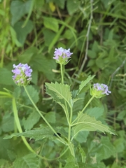 author not stated, no rights reserved Lantana achyranthifolia, photograph author not stated, no rights reserved