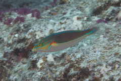 Stethojulis bandanensis