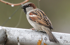 Passer domesticus