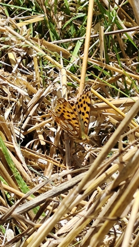 Queen of Spain Fritillary