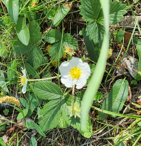 Fragaria orientalis, photograph 2