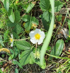 Fragaria orientalis, photograph (c) Urgamal Magsar, some rights reserved (CC BY)