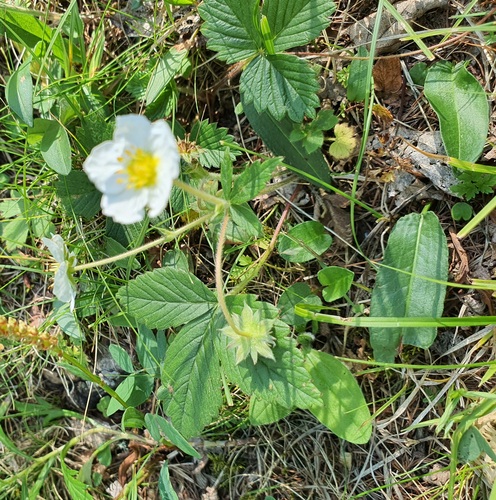 Fragaria orientalis