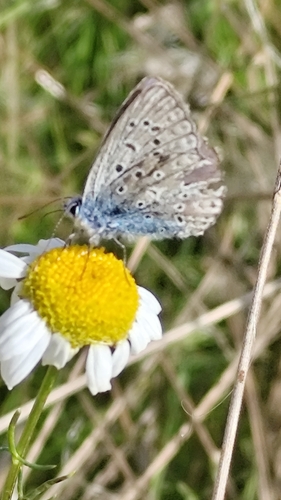 Common Blue
