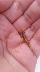 Palaemon kadiakensis