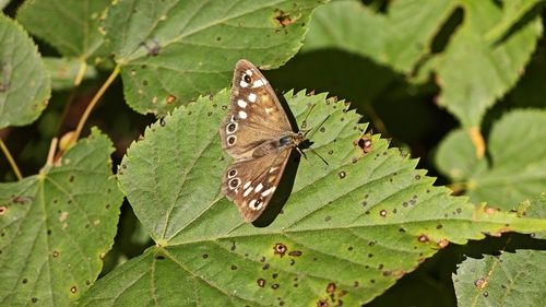 Speckled Wood