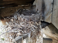 Turdus pilaris