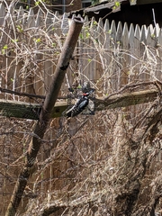 Dryobates villosus