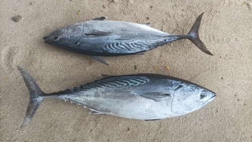 Euthynnus affinis observed 2026-08-14