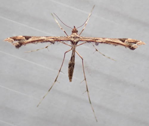 Beautiful Plume Moth