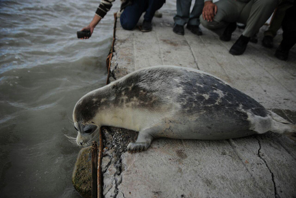 Caspian Seal