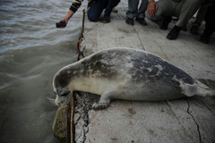 Caspian Seal photo 5