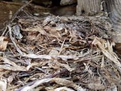 Turdus pilaris