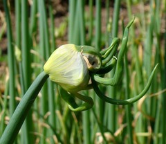 Allium proliferum