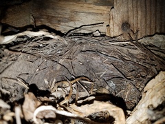 Turdus pilaris