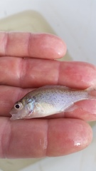 Lepomis humilis