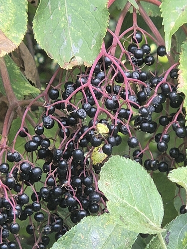 European black elderberry