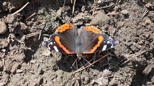 Red Admiral