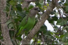 Poicephalus cryptoxanthus