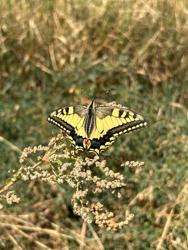 Old World Swallowtail