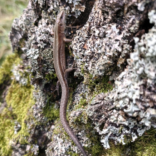 Viviparous Lizard
