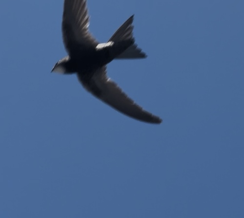 Common Swift