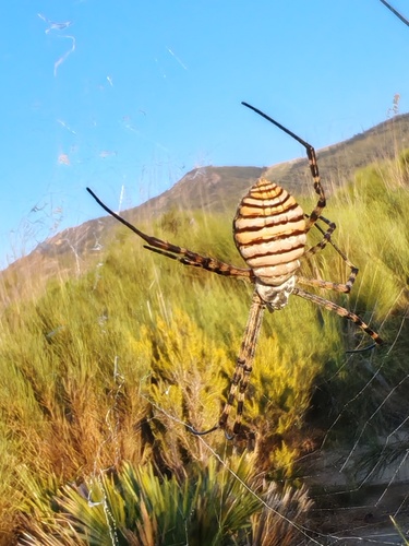 Banded Garden Spider