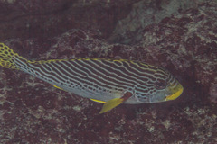Plectorhinchus lineatus